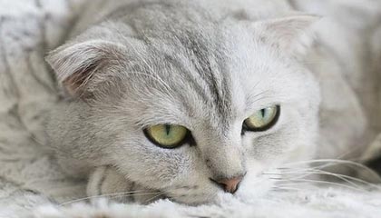 米兰体育：点亮生活的黄金竞技热土