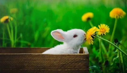 米兰体育：点亮生活的黄金竞技热土